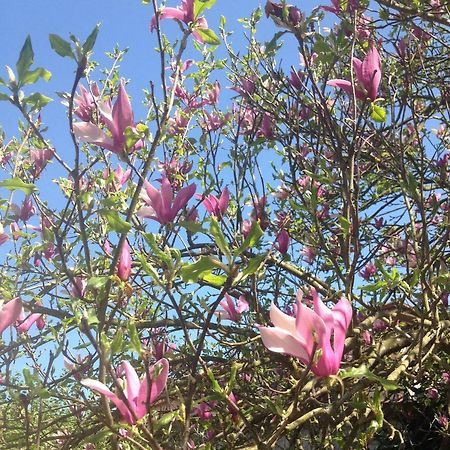 La Magnolia Lägenhet Riccò del Golfo di Spezia Exteriör bild