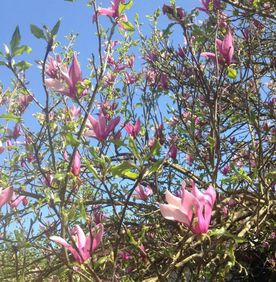 La Magnolia Lägenhet Riccò del Golfo di Spezia Exteriör bild
