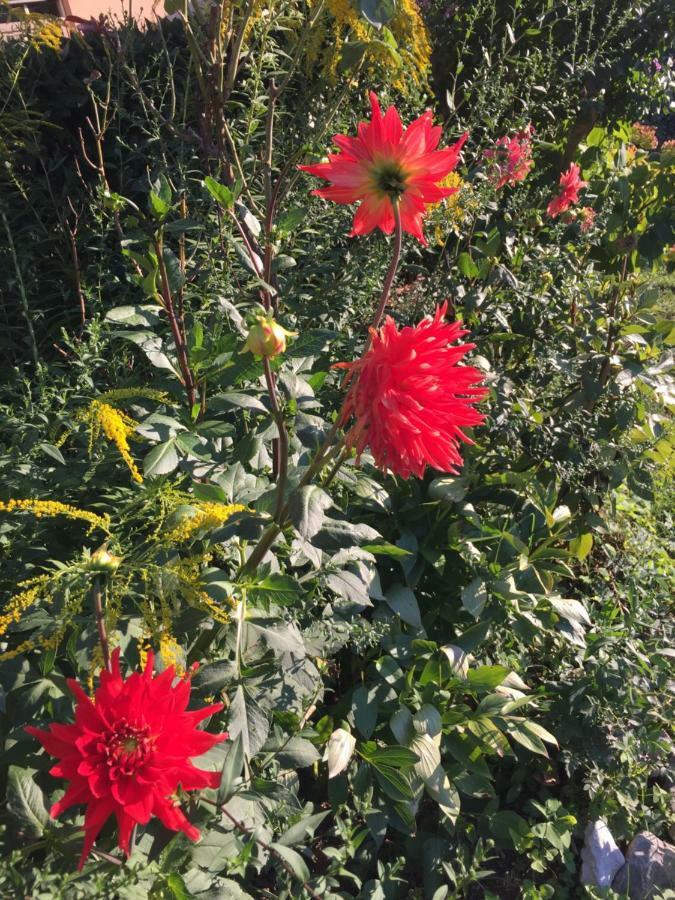 La Magnolia Lägenhet Riccò del Golfo di Spezia Exteriör bild