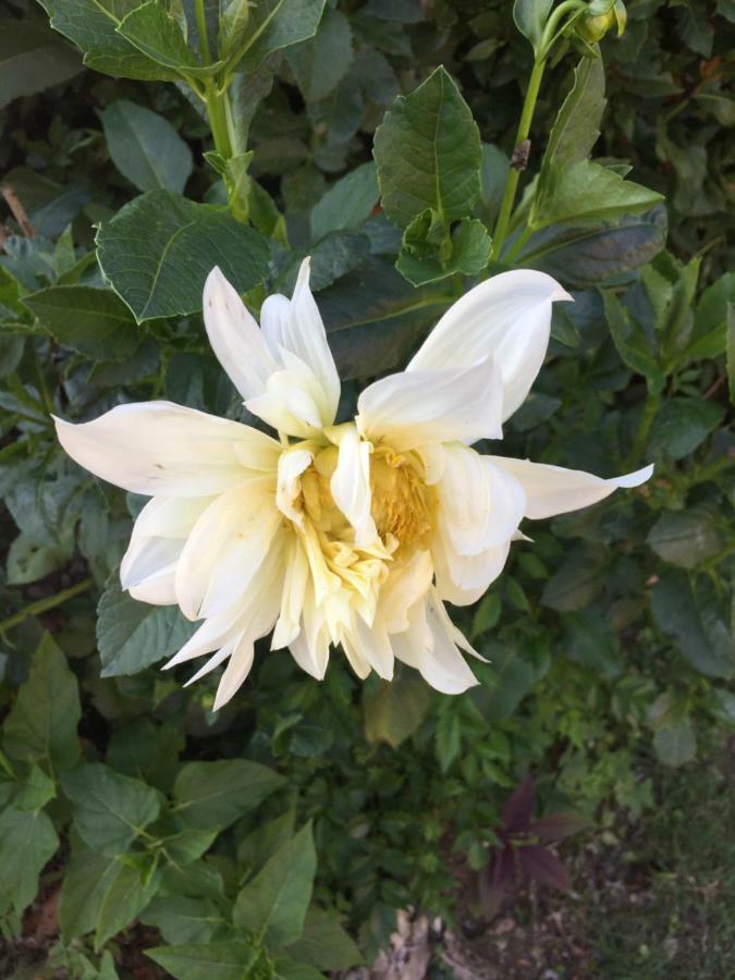 La Magnolia Lägenhet Riccò del Golfo di Spezia Exteriör bild